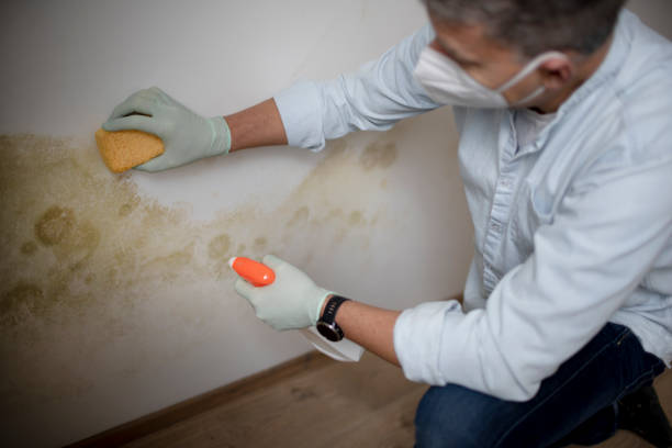 Best Attic Mold Remediation in Walce, LA
