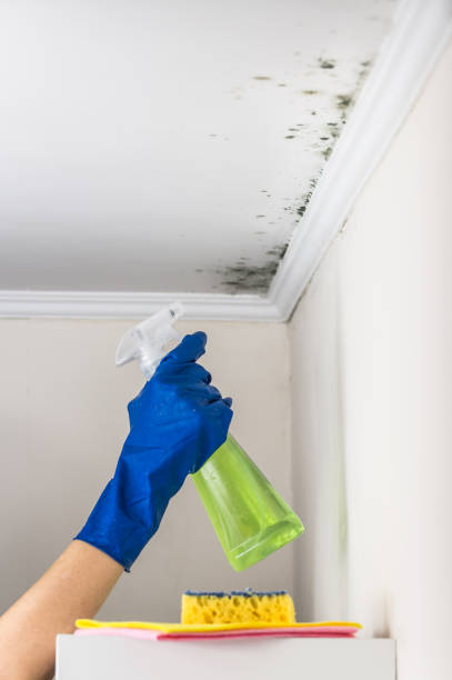 Best Mold Testing and Inspection Services in Walce, LA