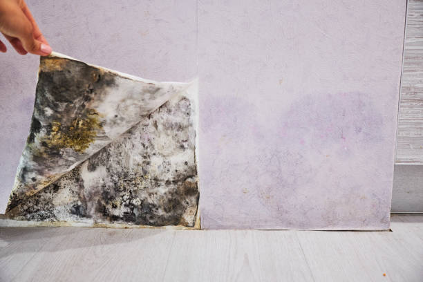 Best Residential Mold Remediation in Walce, LA